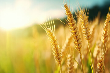 Fototapeta premium A field of golden wheat with the sun shining on it
