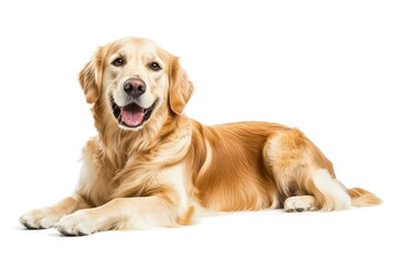 Happy sitting and panting Golden retriever dog looking at camera, Isolated on white , ai