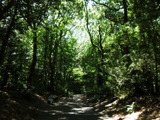 明治神宮内苑樹木の生い茂る歩道