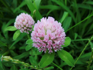 アカツメクサの花