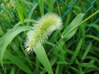 猫じゃらしの穂