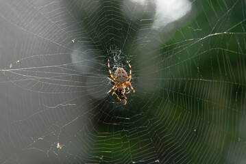 Adult female Araneus diadematus spider feeding on a wasp caught in a web in a garden in Quebec, Canada