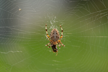 Adult female Araneus diadematus spider feeding on a wasp caught in a web in a garden in Quebec,...