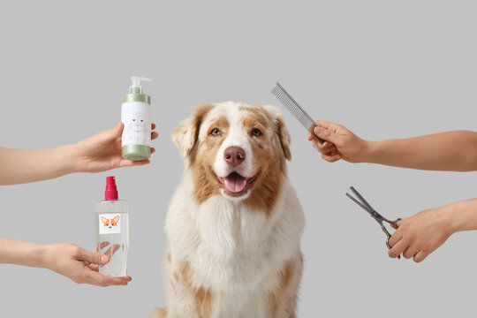 Australian Shepherd dog and groomers with pet accessories on light background