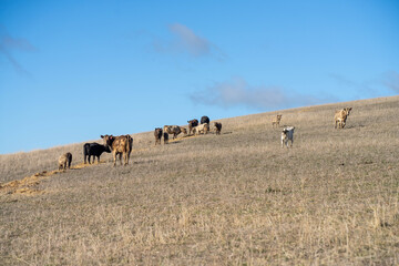 cows in a field, Beef cows and calves grazing on grass in Australia