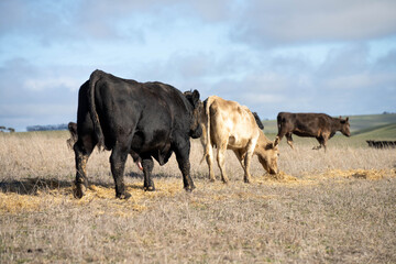 cows in a field, Beef cows and calves grazing on grass in Australia