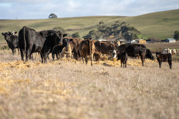cows in a field, Beef cows and calves grazing on grass in Australia