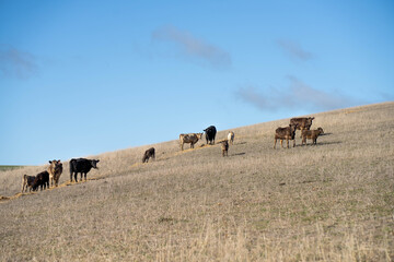 beautiful cattle in Australia  eating grass, grazing on pasture. Herd of cows free range beef being regenerative raised on an agricultural farm. Sustainable farming 