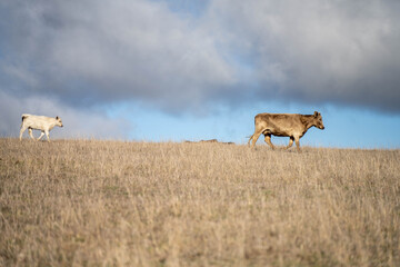 beautiful cattle in Australia  eating grass, grazing on pasture. Herd of cows free range beef being regenerative raised on an agricultural farm. Sustainable farming 