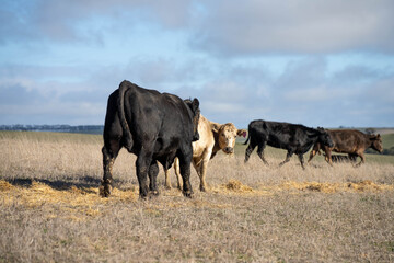 beautiful cattle in Australia  eating grass, grazing on pasture. Herd of cows free range beef being regenerative raised on an agricultural farm. Sustainable farming 