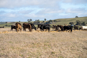 beautiful cattle in Australia  eating grass, grazing on pasture. Herd of cows free range beef being regenerative raised on an agricultural farm. Sustainable farming 