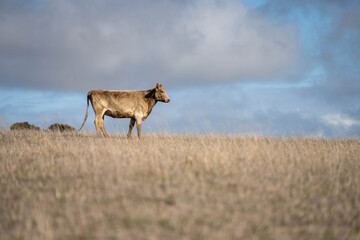 beautiful cattle in Australia  eating grass, grazing on pasture. Herd of cows free range beef being regenerative raised on an agricultural farm. Sustainable farming 