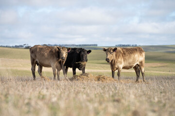 beautiful cattle in Australia  eating grass, grazing on pasture. Herd of cows free range beef being regenerative raised on an agricultural farm. Sustainable farming 