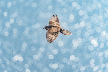 Juvenile peregrine falcon flying over water