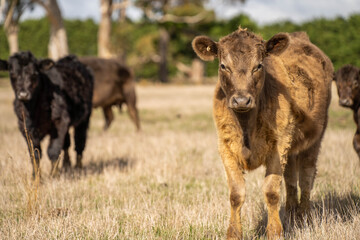 cows in a field, Beef cows and calves grazing on grass in Australia