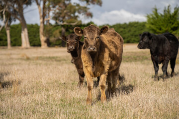 cows in a field, Beef cows and calves grazing on grass in Australia