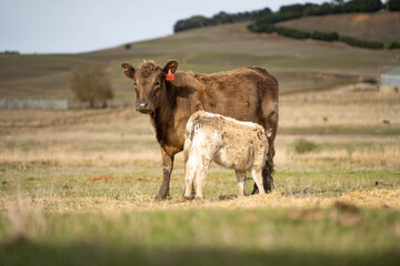 Fototapeta premium cows in a field, Beef cows and calves grazing on grass in Australia