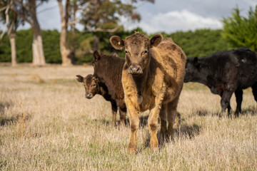 cows in a field, Beef cows and calves grazing on grass in Australia