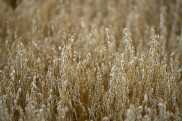Oat field. Ripening ears of oats in field. Field of oats. Field landscape. Background of ripening oat ears. Oat, oatmeal, oats.