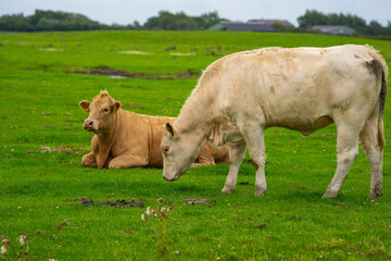 Cow on pasture. White cows on dairy milk farm. Cattle grazing in a field. Cows on grass pasture. Cow grazing on farmland. Livestock animals. Cow grazing on farmland.