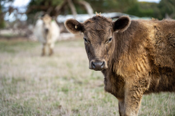 beautiful cattle in Australia  eating grass, grazing on pasture. Herd of cows free range beef being regenerative raised on an agricultural farm. Sustainable farming 
