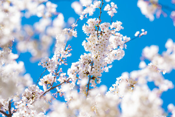 White blossom tree. Spring flower background. Blossom cherry tree in spring time. Blossom tree over blue sky. Blossoming tree brunch with white flowers.