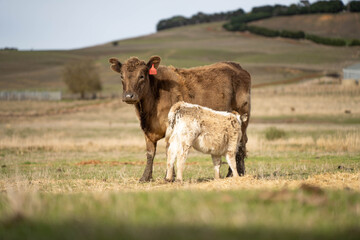 beautiful cattle in Australia  eating grass, grazing on pasture. Herd of cows free range beef being regenerative raised on an agricultural farm. Sustainable farming 