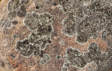 shades of grey lichen on rock