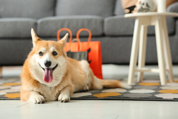 Cute Corgi dog with Halloween shopping bags lying at home