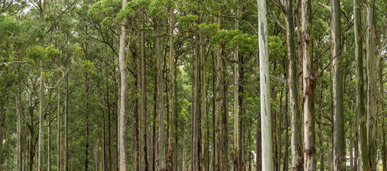 Fototapeta premium tall euclayptus trees, near Tenterfield