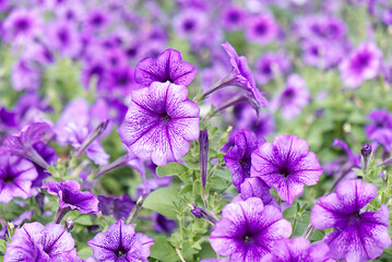 Beautiful Purple petunia flowers blooming in a garden.
Vibrant purple flowers background.