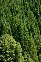 Obraz premium 杉林