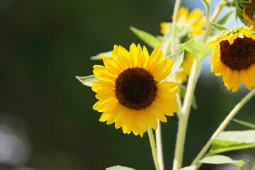 Sunflower field - bright yellow flowers, beautiful summer landscape