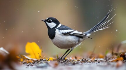 Black-and-White Wagtail Bird in Autumn Rain