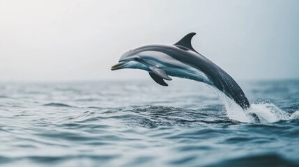Fototapeta premium Dolphin Leaping Out of the Water