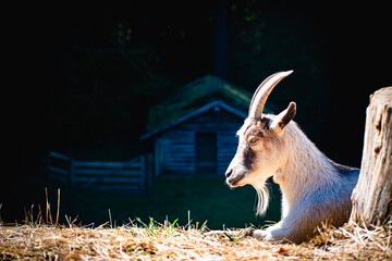 goat on the farm