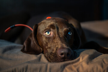 portrait of a dog