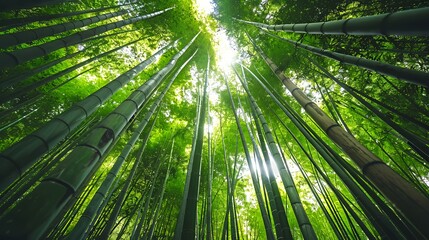 A serene view of bamboo trees reaching towards the sky, showcasing nature's beauty.