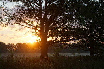 sunrise in the forest