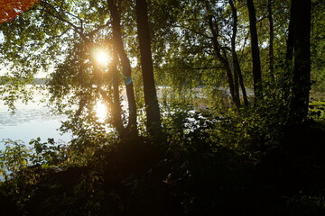 Obraz premium lake in the forest