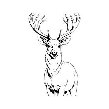 recommend clip art: line art Deer on white background. sketch style. Vector graphic icon animal.