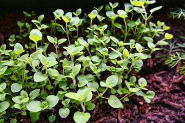 A Patch of Oregano Grown in the Window