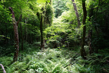 dense spring forest in the refreshing sunlight