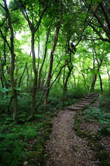 fine path through deep forest