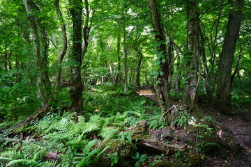fine path through deep forest