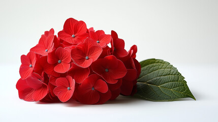 Red Hydrangeas on white background
