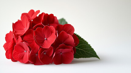 Red Hydrangeas on white background