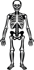 Halloween Skeleton Vector Cartoon  Illustration for Spooky Design Festive Art And TShirt Design