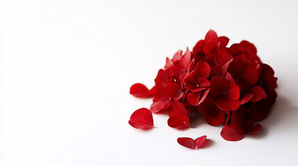 Red Hydrangeas on white background