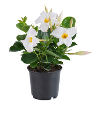 flowers in pots cut out isolated transparent background